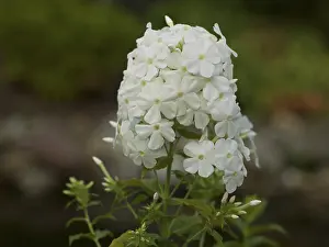 Plant, white phlox, flame flower