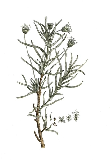 Plantago cynops, digital reproduction of a historical original