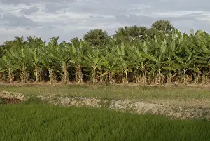 Plantation in field with bananas trees