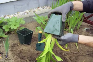 Planting a daylily, planting a daylily