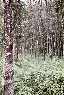 Planting of rubber trees (Hevea brasiliensis), Trinidad around 1962