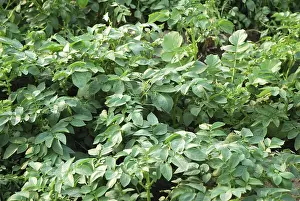 Category Historic EN Prints: Plants