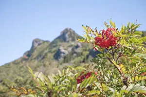 Plants on grandfather mountain on blue ridge parkway