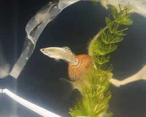 Plastic pollution plants fish tank