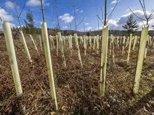 Plastic Tree Guards, used against deer damage