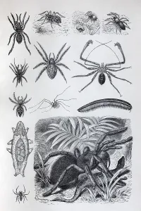 Plate arachnids (Arachnida) and millipedes (Myriapoda)