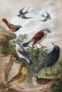 Plate of Central European songbirds