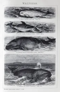 Plate Cetaceans, narwhal (Monodon monoceros)