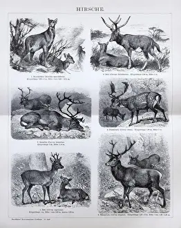 Plate Deer, Musk deer (Moschus moschiferus)