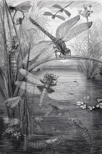 Plate with dragonfly species, meadow dragonfly (Libellula pratensis)