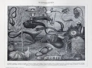 Plate of fantastic deep-sea creatures
