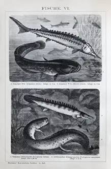 Plate Freshwater fish, sturgeon (Acipenser sturio)