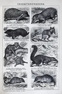 Plate insectivore, hedgehog (Erinaceus europaeus)