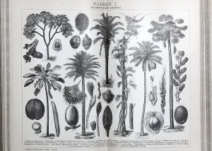 Plate of palm trees (monocotyledons)