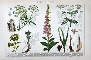 Plate of poisonous plants, spotted hemlock (Conium maculatum)