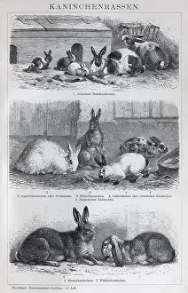 Plate rabbit breeds, domestic rabbit