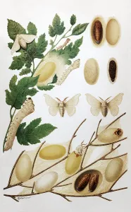 Plate silk moth or mulberry moth (Bombyx mori)