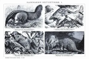 Plate of toothless mammals, anteaters (Myrmecophaga jubata)