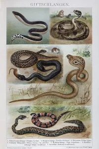 Plate of venomous snakes, spectacled snake (Naja naja)