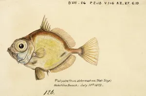 Platystethus abbrevatus, Capromimus abbreviatus, the capro dory, is a species of zeniontid fish, Fish, Reproduction of an original, by Frank Edward Clarke (b. 1849, d. 1899), ichthyologist and scientific draughtsman