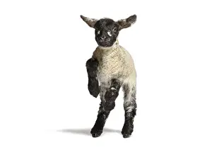 Playful four days old lamb jumping on a white background