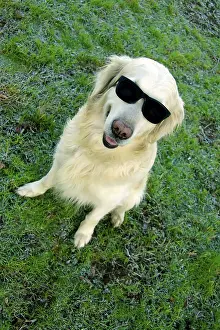 A playful dog sitting on grass wearing sunglasses