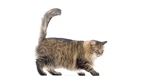 Playful European cat walking with its tail up