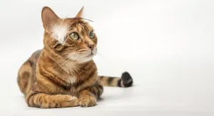 Playful ginger Bengal cat with a bird feather