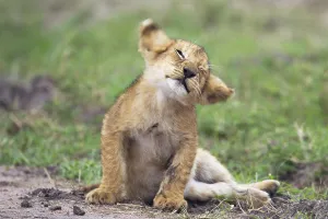 Playful Lion (Panthera leo) cub