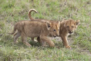 Playful Lion (Panthera leo) cubs