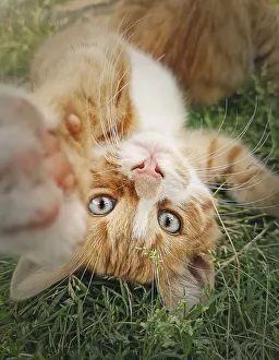Playful orange kitten lying upside down on the green grass