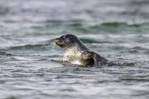 Two playing harbour seals (Phoca vitulina)