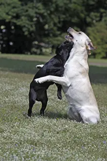 Playing Labrador Retrievers, including a black puppy