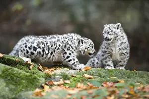 Two playing snow leopard cubs on a mossy rock