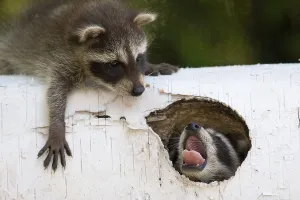 Playing young racoons