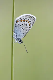Plebejus argus, Argus-Blauling