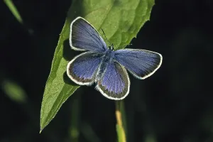 Plebejus argus, White-faced Blue, (male)