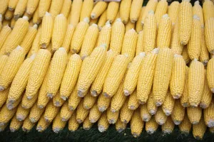 Plenty of organic fresh peeled corns as food background