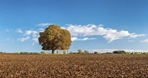 Ploughed field with solitary horse chestnut under a blue sky with white clouds in autumn