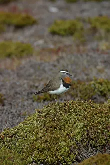 Plovers, Animals, Birds, Waders