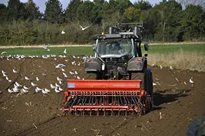Plow tractor surrounded by seagulls