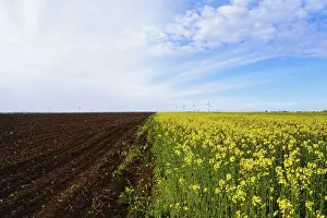 Plowed Field Next To The Field Of Colza
