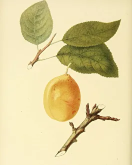 Plum of the Coes Golden variety