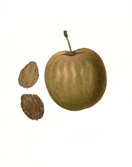 Plum of the General Hand Plum variety digitally restored reproduction of an original from the 19th century