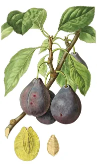 Plum, Ickworth Imperatrice plum
