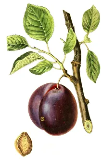 Plum of the Mimms variety, plum Plum of Mimms Garden