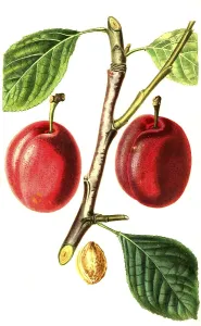 Plum, plum variety, The Isabella Plum