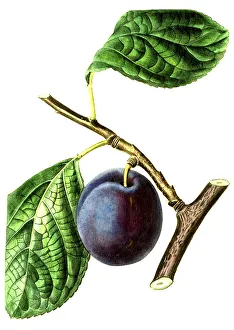 Plum, plum variety, The Nectarine Plum