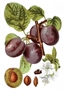 Plum (Prunus confer insititia)