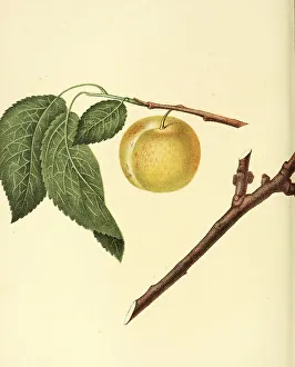 Plum of the variety Mc Lauchlin Plum